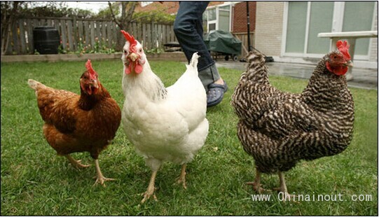 2prubackyard-chickens