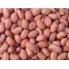 印度花生Peanuts from India