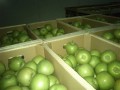 青苹果 Green Apple
