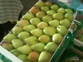 梨子 Pear (2)