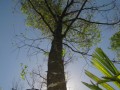 越南沉香树Agarwood