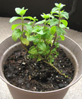 spearmint-pot-herb