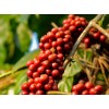 埃塞俄比亚咖啡豆 Coffee Beans