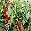 cayanne-chili-peppers