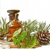 松针精油Pine Needle Essential Oil