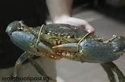 lagoon crabs 1