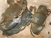 lagoon crabs 2