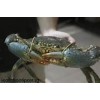 斯里兰卡螃蟹 Crabs