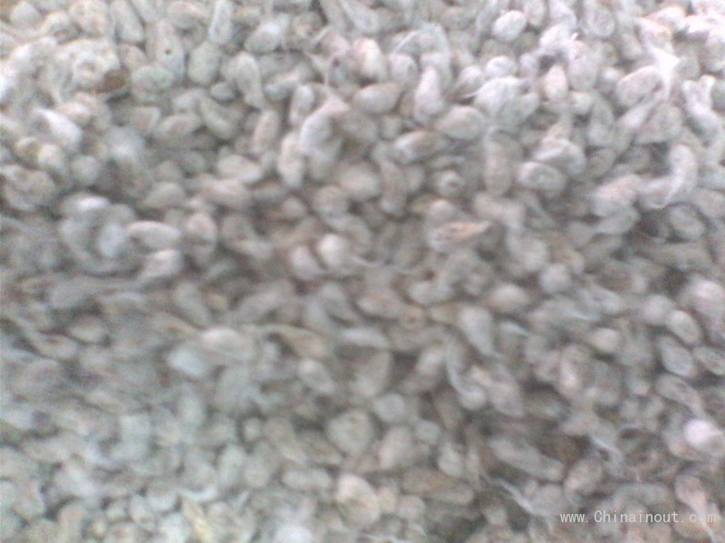 coton seed 2
