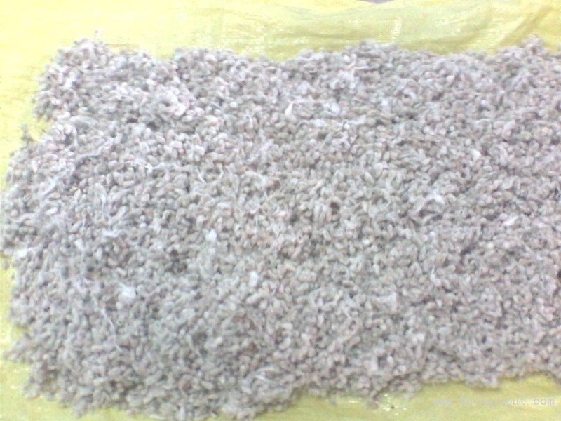 coton seed