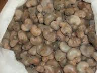 raw cashew nut 1
