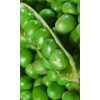 干燥青豌豆 Dry Green Pea