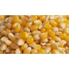 有机玉米谷物和副产品 maize