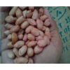 印度BOLD花生仁 Peanut-BOLD
