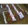 原产塞内加尔/马里芒果 fruit