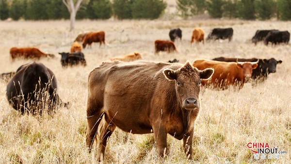 中国企业瞄准澳洲农牧业,满足肉类等食品需求.jpg