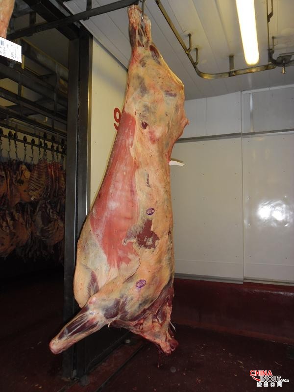 meat beef carcass photo 5