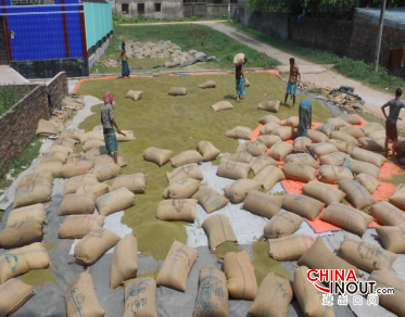 green mung beans drying