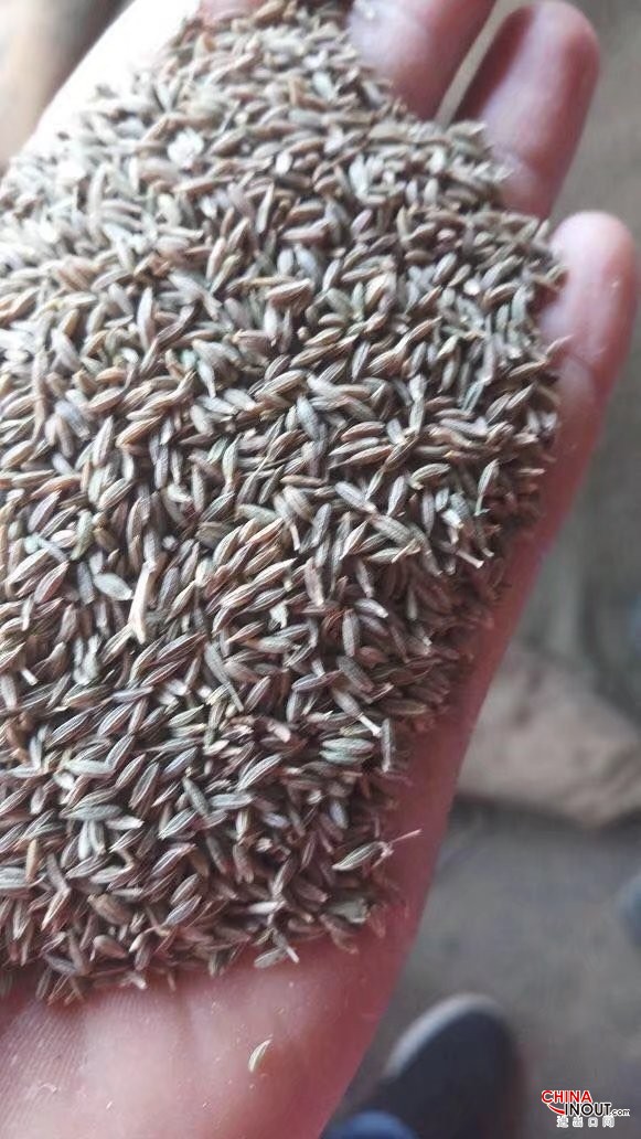 cumin 2018