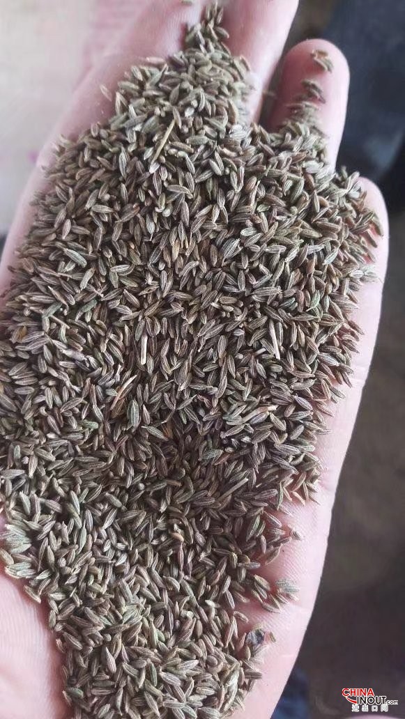 cumin 2018 d