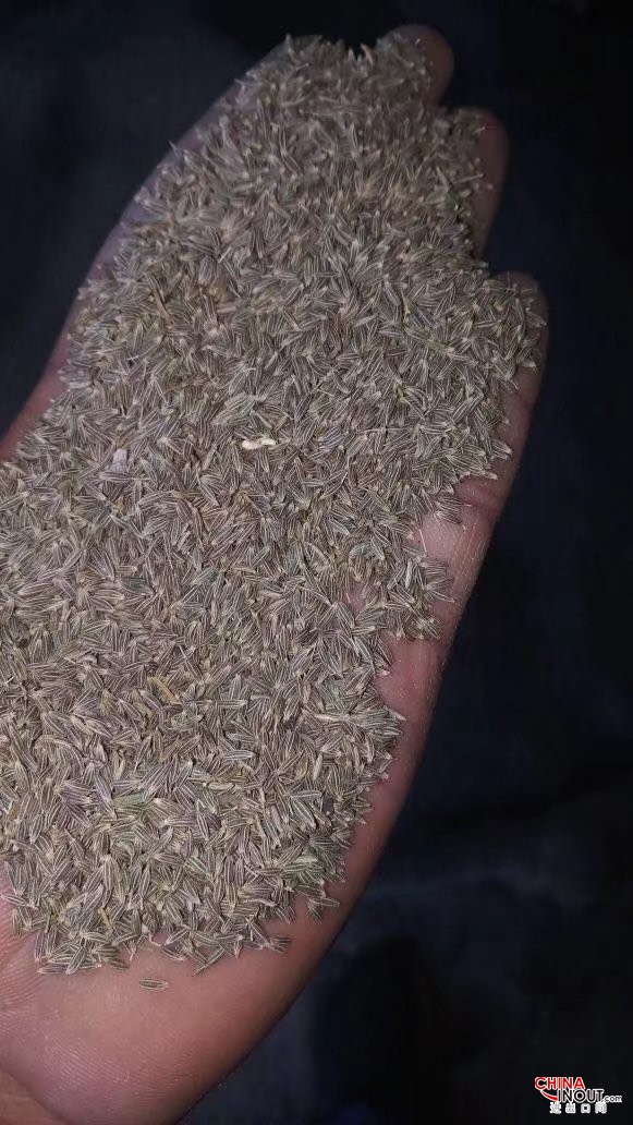 cumin 2018 c