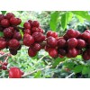 埃塞俄比亚进口阿拉比卡咖啡 Coffee Arabica