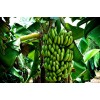 泰国进口卡文迪什香蕉 Cavendish Banana