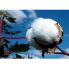 墨西哥进口棉花供应 Cotton