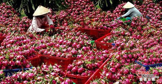 中国提高进口要求 越南农产品出口遇到困难