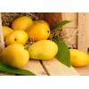 印度进口芒果|芒果干|芒果汁厂家供应 Mango