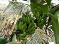 中国香蕉进口飙升，将扩大与柬埔寨、菲律宾贸易，越南或将失宠