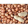塞内加尔进口优质花生厂家供应批发 Groundnuts