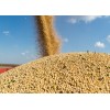 巴西榨油级非转基因大豆厂家批发供应soya&soybeans