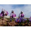阿富汗进口藏红花产地厂家供应批发Afghan saffron
