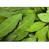 印度AAA级香叶月桂叶产地厂家直供  bay leaf