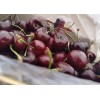 摩尔多瓦进口新鲜车厘子供应 Fresh Cherries