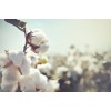 苏丹进口中纤维棉厂家 cotton