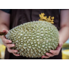 马来西亚进口猫山王速冻全榴莲 Durian