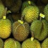 求购泰国榴莲 Thailand Origin Durian Wanted