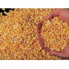 乌克兰玉米原产地厂家供应 Corn