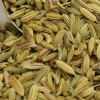印度进口小茴香货源 Fennel Seeds