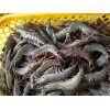 求购黑虎虾Black Tiger Shrimp Wanted