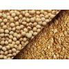 坦桑尼亚大豆供应 Soybeans