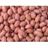 苏丹进口花生供应商 Peanuts