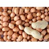越南进口花生米 peanuts