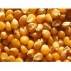 美国玉米期货出口商 Corn