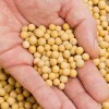 巴西转基因大豆供应 Soybeans