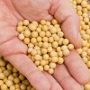 巴西转基因大豆价格 Soybeans